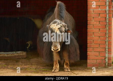 BOS grunniens. Une femelle de yak domestique dans un corral Banque D'Images