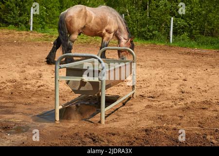 Réservoir en métal pour arroser les chevaux à levada sur le fond d'un cheval de pâturage Banque D'Images