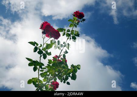 Roses rouges sur fond de ciel bleu Banque D'Images