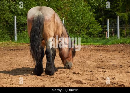 Brabanson, un cheval lourd belge. Portrait complet d'un cheval Banque D'Images