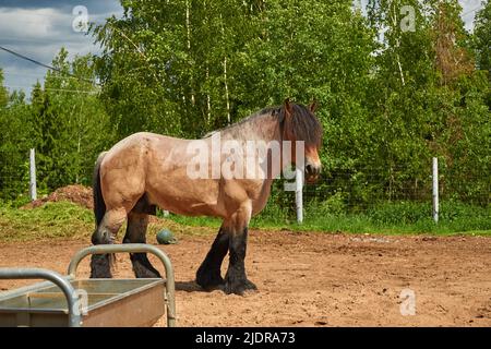Brabanson, un cheval lourd belge. Portrait complet d'un cheval Banque D'Images