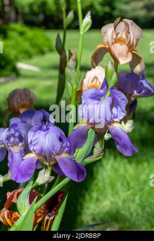 Vue rapprochée du jardin de fleurs d'iris barbu (iris germanica) de couleur rose et bleu violet avec arrière-plan défoqué Banque D'Images