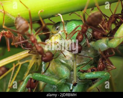 gros plan sur la faune et la flore des insectes autour du jardin Banque D'Images