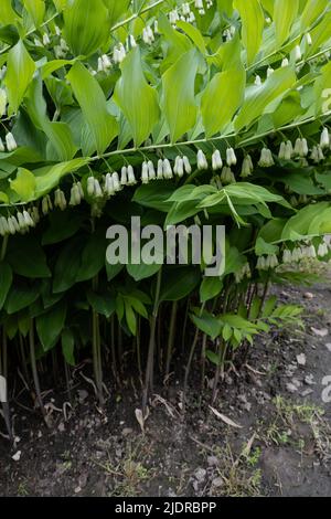 Polygonatum giganteum, phoque Solomon géant (Polygonatum canaliculatum, P. biflorum) plante herbacée vivace de la famille Asparag Banque D'Images