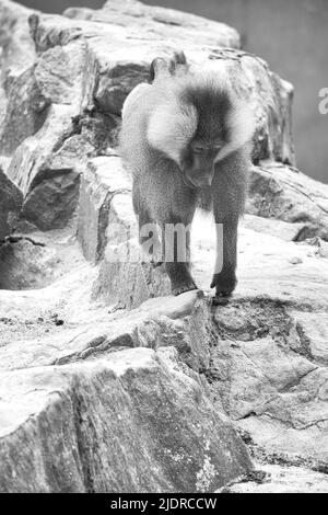 Babouin en noir et blanc sur un rocher. Singes décontractés qui vivent dans l'association familiale. Grands singes. Photo d'animal de mammifère africain Banque D'Images