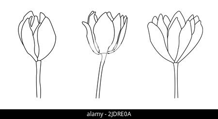 Ensemble de dessin à une ligne à imprimé fleurs vectorielles. Décoration d'intérieur, affiches d'art mural ou imprimé t-shirt. Banque D'Images