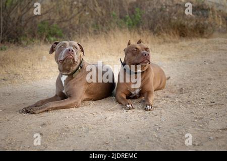 Deux chiens sont assis dans le champ Banque D'Images