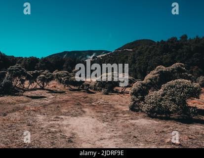 Edelweiss Field au Mont Papandayan, Indonésie Banque D'Images