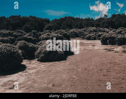 Incroyable Edelweiss Field au Mont Papandayan, Indonésie Banque D'Images