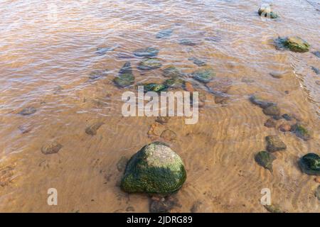 Les pierres humides avec alga sont dans l'eau côtière. Golfe de Finlande, Russie Banque D'Images