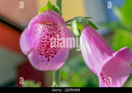 Calices de fleurs digitalis sur fond flou en Pologne Banque D'Images