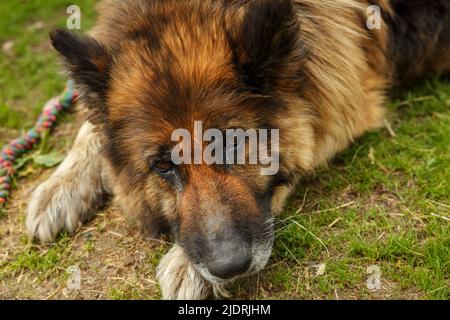berger allemand. Le triste chien est au sol. Gros plan de la tête d'un chien. Banque D'Images