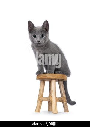 Excellent typé russe Blue chat chaton, assis face à l'avant sur un petit tabouret en bois. Regarder directement à la caméra avec les yeux verts. Isolé sur un coup Banque D'Images