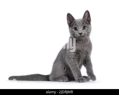 Excellent typé russe Blue chat chaton, assis sur les côtés. Regarder directement à la caméra avec les yeux verts. Isolé sur un fond blanc. Banque D'Images