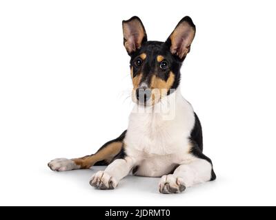 Joli jeune chien Collie doux, allongé face à l'avant. En regardant vers l'appareil photo. Isolé sur un fond blanc. Banque D'Images