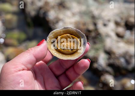 Mollusques comestibles d'eau de mer patella caerulea, espèce de limette de la famille des patellidae à marée basse à Etretat, Normandie, France Banque D'Images