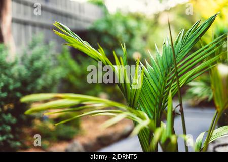 palmier entouré d'une arrière-cour ensoleillée idyllique avec beaucoup de plantes indigènes tropicales australiennes photographiées à faible profondeur de champ Banque D'Images