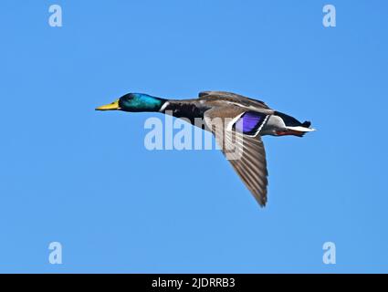 Mallard - volant mâle Banque D'Images