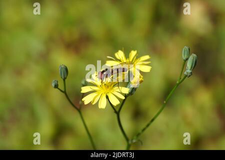 Gros plan l'aéroglisseur mâle Meliscaeva auricollis, l'aéroglisseur familial (Syrphidae) sur des fleurs de la famille des Asteraceae (Lapsana communis) juin Banque D'Images