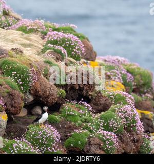 Puffin sur la falaise à l'île Handa près de Scourie dans Sutherland, sur la côte nord-ouest de l'Écosse Royaume-Uni. Banque D'Images