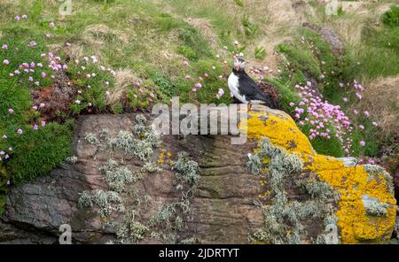 Puffin sur la falaise à l'île Handa près de Scourie dans Sutherland, sur la côte nord-ouest de l'Écosse Royaume-Uni. Banque D'Images