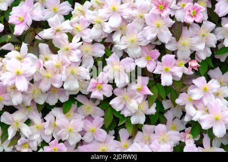 Fleurs du grimpeur Clematis Montana var Elizabeth Banque D'Images