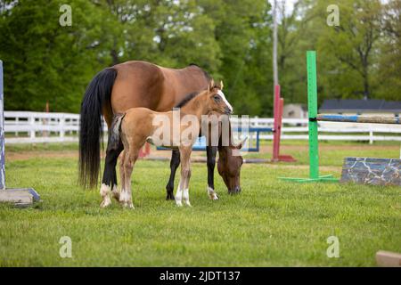 Un foal debout à côté d'un cheval paître dans une arène d'équitation en plein air. Banque D'Images