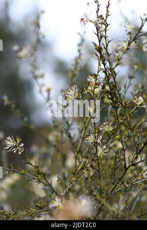 Fleurs blanches de la fleur d'araignée indigène australienne Grevillea acrobotrya, famille des Proteaceae. Floraison d'hiver à printemps. Endémique à la santé de WA Banque D'Images