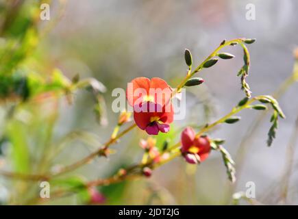 Fleurs orange et roses de la Pea de la flamme de la feuille de coeur australienne, Chorizema cordatum, famille des Fabaceae. Endémique aux forêts d'eucalyptus de WA Banque D'Images