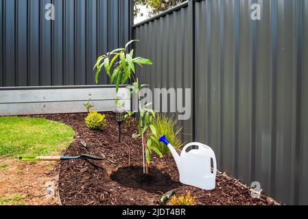 Plantation d'un manguier dans la cour en Australie Banque D'Images