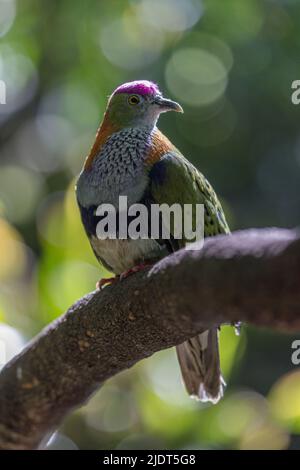 Superbe colombe de fruits mâle, Ptilinopus superbus, également connu sous le nom de colombe de fruits à couronne violette, magnifiquement multicolore, perché sur une branche d'arbre. Banque D'Images