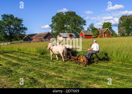 Tondeuse à foin avec chevaux dans un paysage rural Banque D'Images