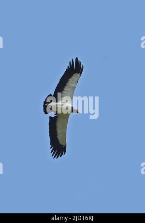 King Vulture (Sarcoramphus papa) adulte en vol dans la péninsule d'Osa, Costa Rica Mars Banque D'Images