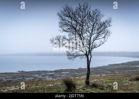 Temps humide brumeux sur un arbre solitaire qui pousse sur la rive sauvage sombre du lac Colliford, sur la Moor Bodmin, dans les Cornouailles. Banque D'Images