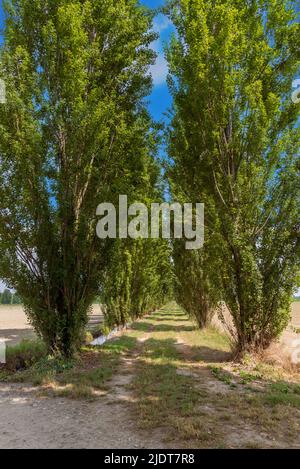 Route de campagne bordée d'arbres avec peuplier noir, également connu sous le nom de peuplier Lombardie, dans la vallée du po à Cuneo provincie, Italie Banque D'Images