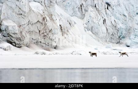 Rennes Svalbard, Rangifer tarandus platyrhynchus, passant devant un énorme glacier. Banque D'Images