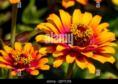 Orange, fleur, Zinnia 'flamme jaune', Zinnia Zowie, Zinnia elegans Banque D'Images