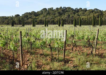 Château Malherbe Vines et vignobles, Côtes de Provence, Bregançon Var Provence France Banque D'Images