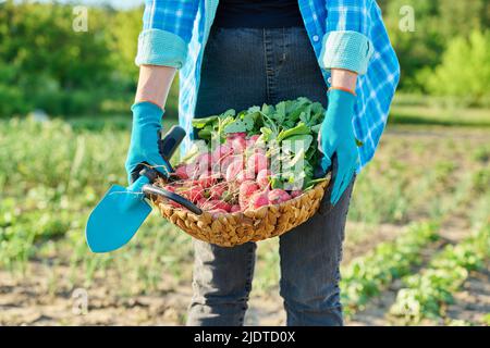 Gros plan du panier avec des radis fraîchement cueillis dans les mains du jardinier Banque D'Images