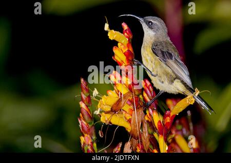 Sunbird (Cinnyris sp.), probablement femelle de variable Sunbird (C. venustus) de fort Portale, Ouganda. Banque D'Images