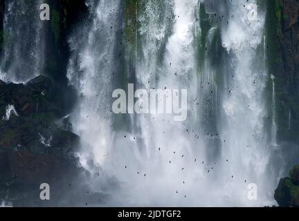 Grand duskt switta (Cypseloides senex) essaim en nombre devant les chutes d'Iguazu, Brésil. Banque D'Images