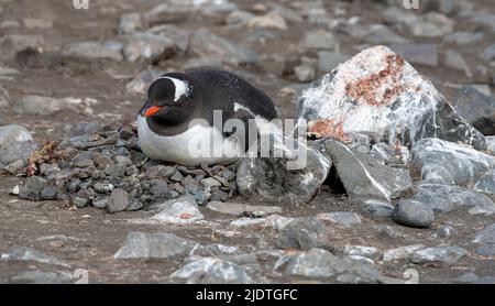 Le pingouin Gentoo (Pycoscelis papouasie) niche à Elephant point, île Shetland Sud, Antarctique Banque D'Images