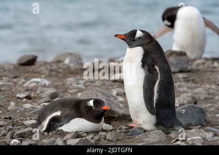 Paire de manchots de Gentoo (Pycoscelis papouasie) nichent à Elephant point, île Shetland Sud, Antarctique Banque D'Images