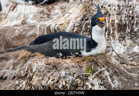 Le cerf impérial (Phalacrocorax atriceps) nichant à l'île de Saunders, dans les îles Falkland Banque D'Images