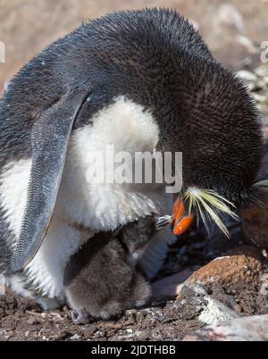 Le pingouin de la rockhopper méridionale (Eudyptes chrysocome) nourrissant sa poussette récemment éboutée à l'île de Sounders, dans les îles Falkland Banque D'Images