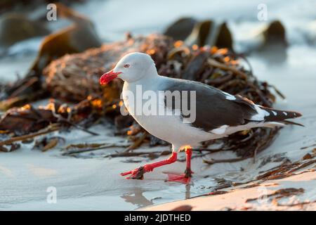 Mouette des dauphins (Leucophaeus scoresbii) de l'île de Saunders, dans les îles Falkland Banque D'Images