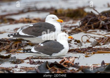 Paire de Mouettes de Kelp (Larus dominicanus dominicanus) sur la plage de Sea Lion Island, les Falklands. Banque D'Images