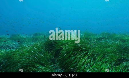 Denses épaissis d'herbe marine verte Posidonia, sur fond bleu d'eau. Vert de mer Méditerranée Tapeweed ou Neptune Grass (Posidonia). Mediterr Banque D'Images