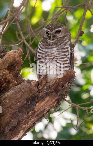 Hibou brun blanc (Ninox superciliaris) de Berenty, au sud de Madagascar. Banque D'Images