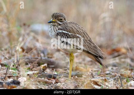 Genou épais indien (Burhinus indicus) du parc national de Pench, Madhya Pradesh, Inde. Banque D'Images
